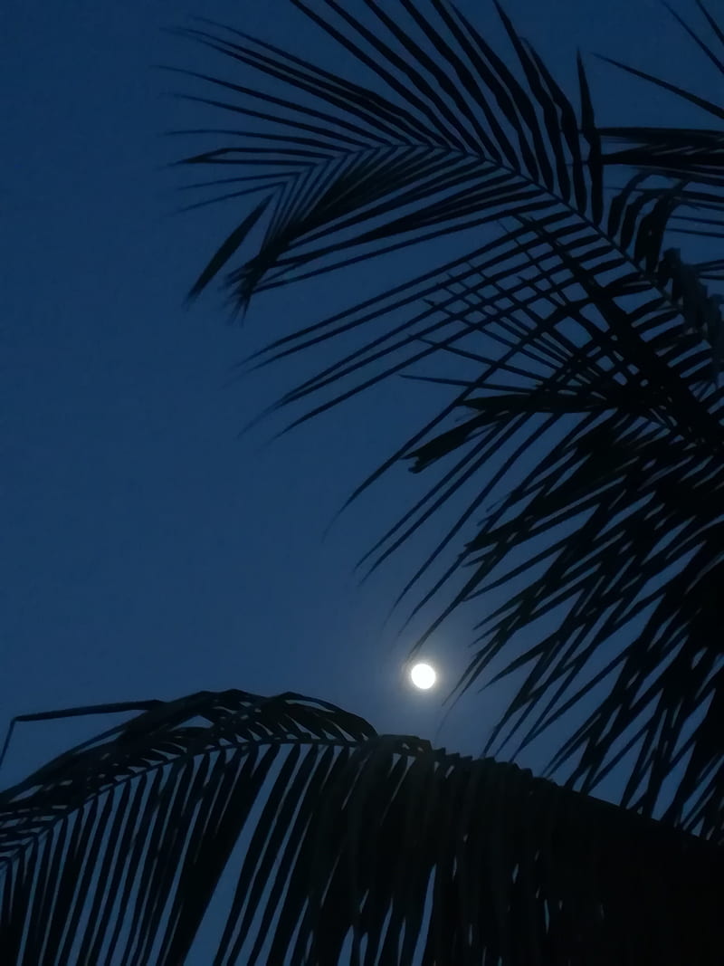 Moon, tree, beaches, coconut, HD phone wallpaper