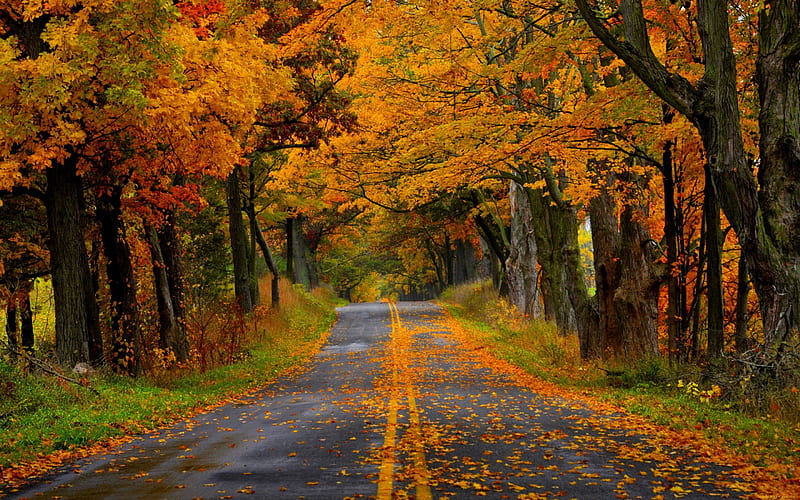 Autumn road, colorful, fall, autumn, bonito, foliage, tree, leaves ...