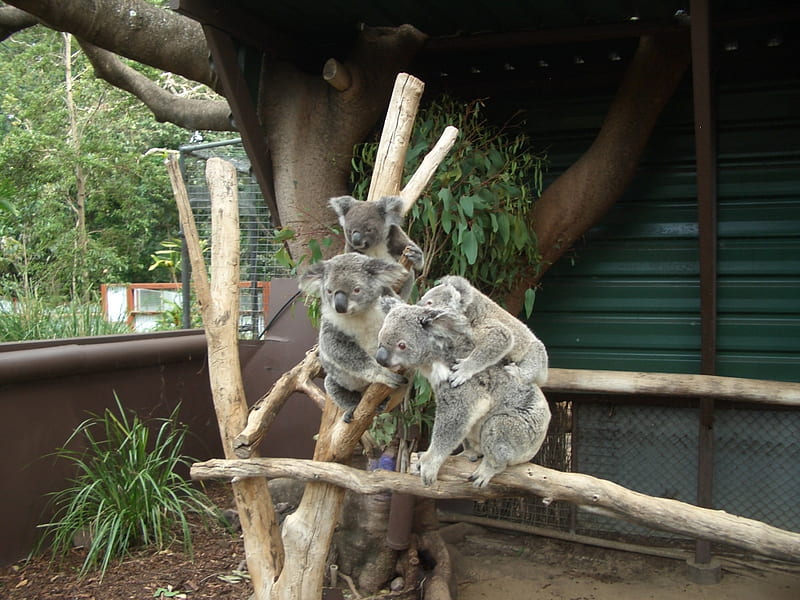 Meet the Family, cute, eucalyptus, adorable, trees, koalas, sleepy, cuddly, HD wallpaper