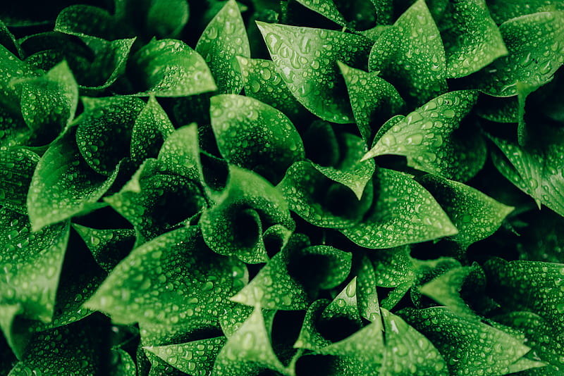 leaves, drops, moisture, macro, green, HD wallpaper