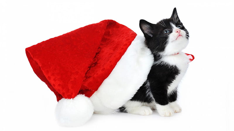 Surprise for Santa, red, christmas, black, cat, animal, hat, cute, funny, kitten, white, HD wallpaper