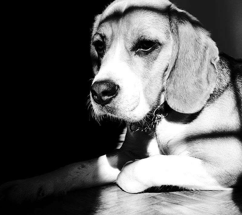 Sun light charge, animal, awn, beagle, best friend, black and white, breed, cute, dog, face, indoor, long ears, mustache, nose, pet, quadruped, race, shadow, smell, HD wallpaper