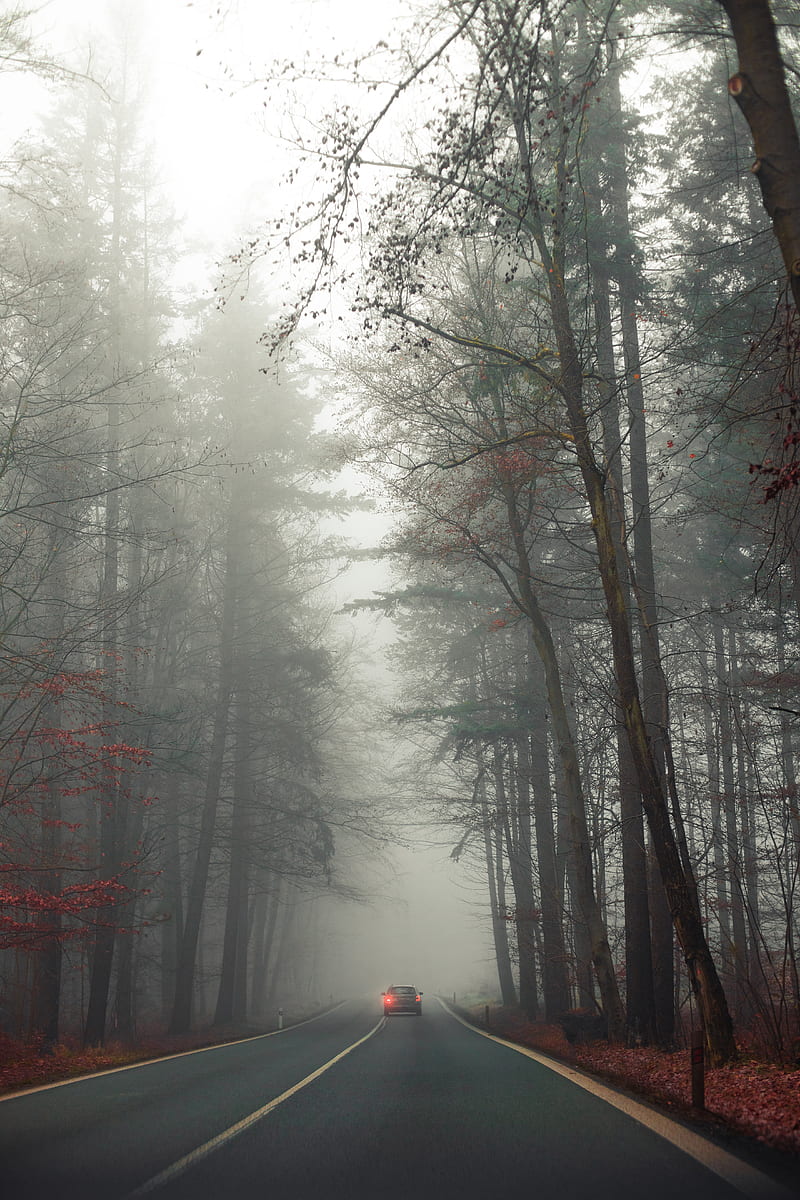 foggy forest, car, road, autumn, Nature, HD phone wallpaper