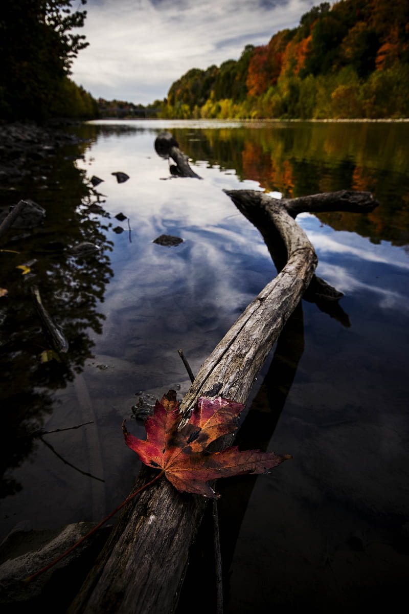 red maple leaf on brown wooden log on lake, HD phone wallpaper