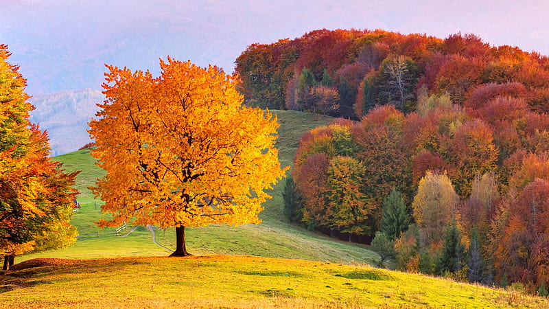 Beech tree in autumn, Ukraine, beech, forest, fall, autumn, colors, sunny, Carpathian, valley, mountain, tree, beqms, HD wallpaper
