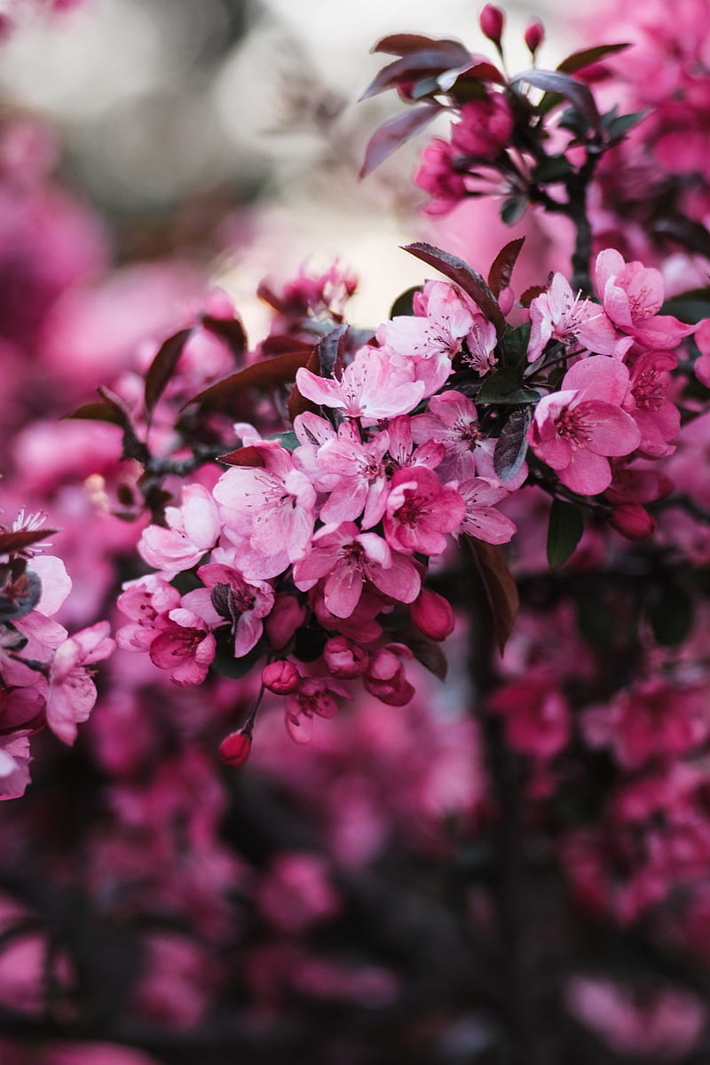 flowers, bloom, branch, pink, HD phone wallpaper