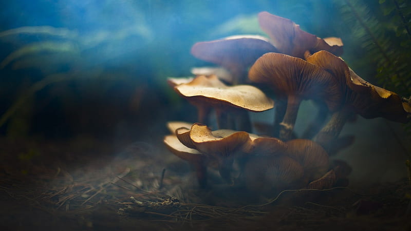 Mushrooms-natural plant, HD wallpaper