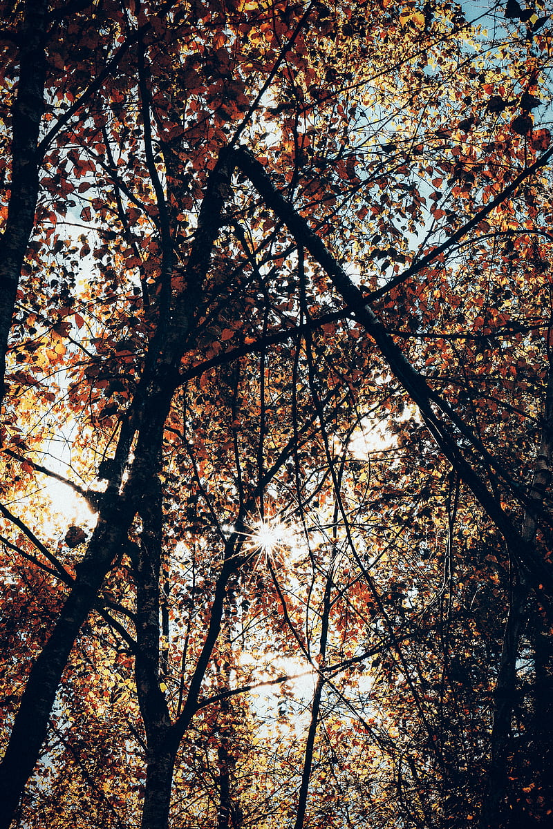 of Brown-leafed Tree in Forest, HD phone wallpaper