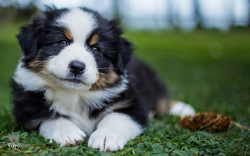 little puppy, Swiss mountain dog, cute fluffy puppy, small dog, pets, sennenhund, swiss cattle dogs, HD wallpaper