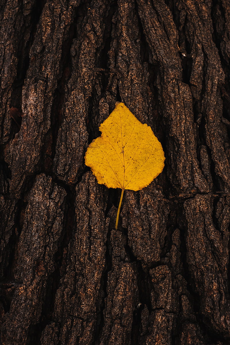 leaf, bark, macro, yellow, HD phone wallpaper