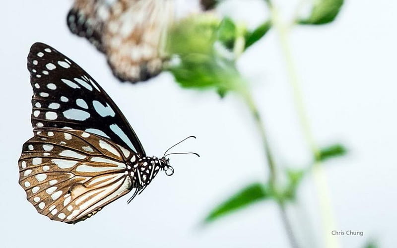 Butterfly, spring, abstract, wilderness, graphy, macro, wild, close-up, summer, animals, insects, HD wallpaper