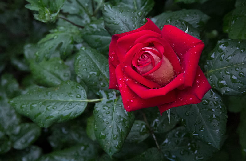 Flowers, Rose, Raindrops, Red Flower, Red Rose, HD wallpaper