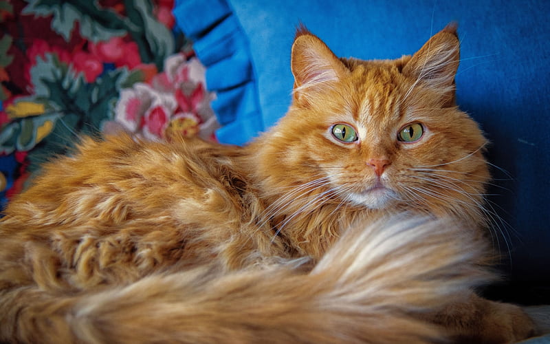 Maine Coon Cat, close-up, fluffy cat, cute animals, ginger Maine Coon, pets, cats, domestic cats, Maine Coon, HD wallpaper