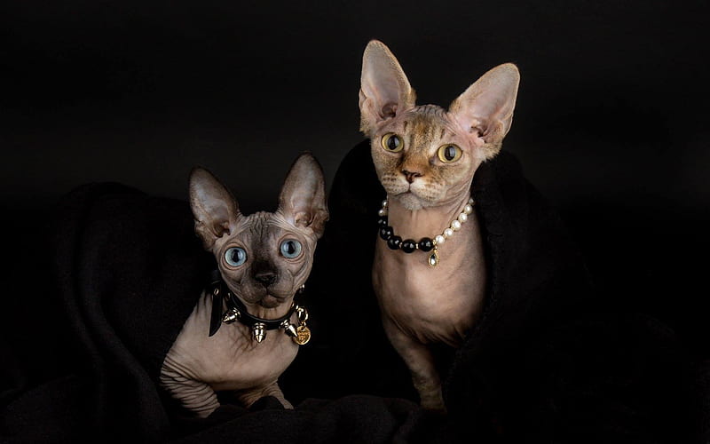 Sphynx cat, gray hairless cats, pets, jewelry, breeds of hairless cats, HD wallpaper
