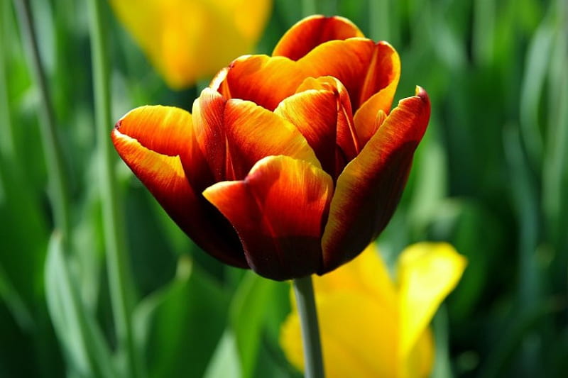 Solitary Beauty, red, gold, orange, yellow, beauty, single, tulip, HD wallpaper