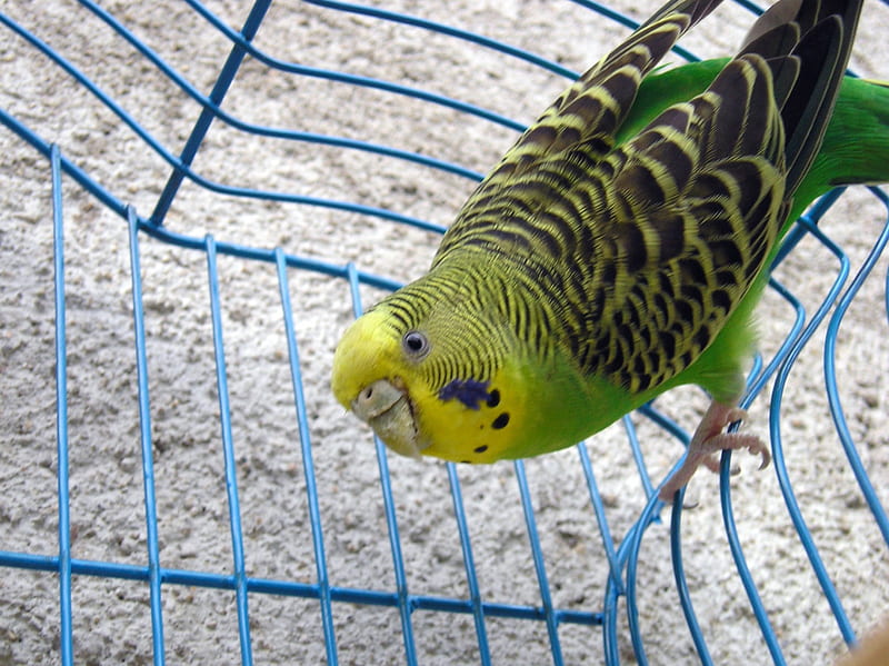 Parakeet, little, parrot, green, feathers, HD wallpaper