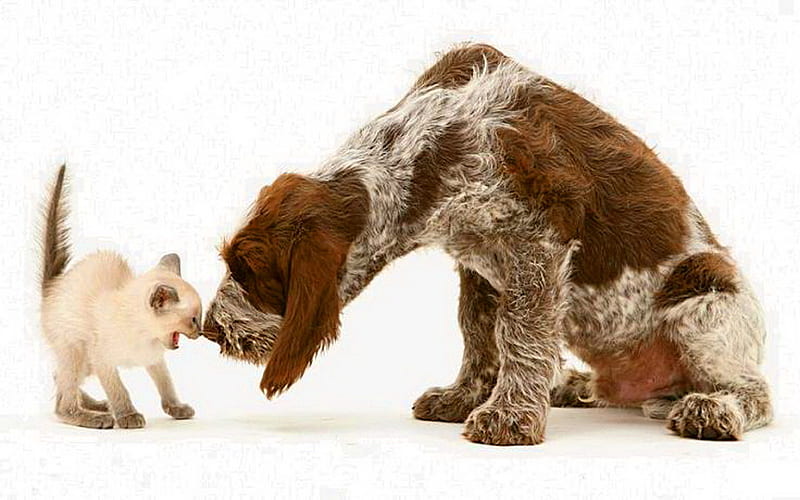Getting to know you, fear, meeting, brown and black, sniffing, cat, dog, HD wallpaper