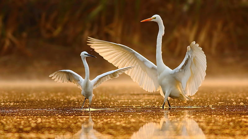 White Crane Birds With Open Wings Are Standing On Water With Reflection Birds, HD wallpaper