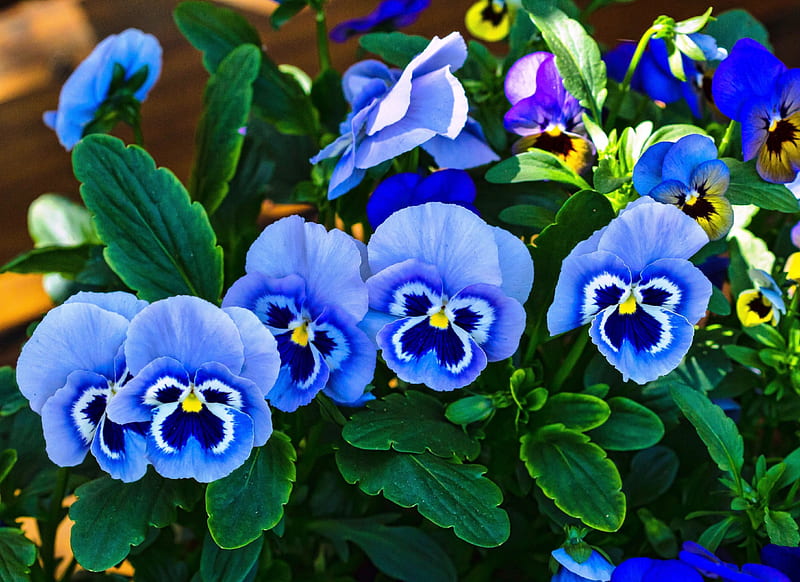 Blue Pansies, blossoms, garden, spring, springtime, HD wallpaper