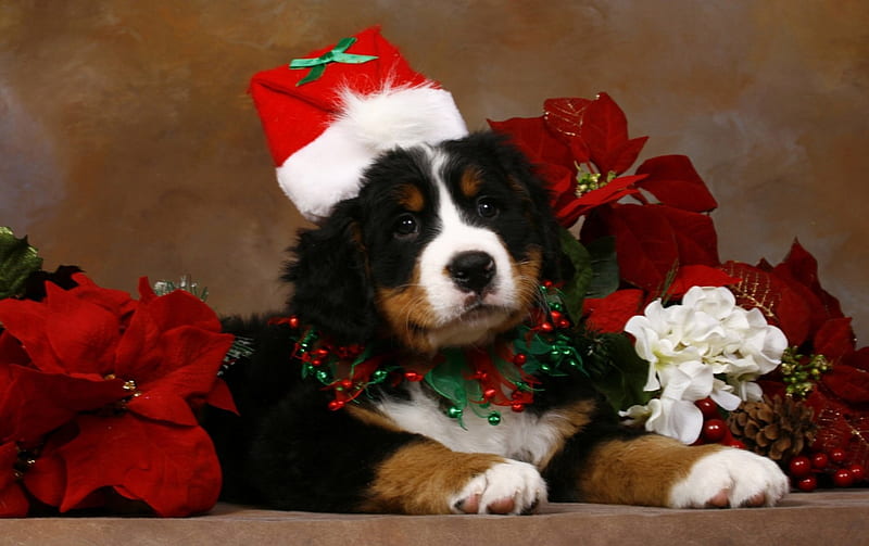 Christmas dog, bulbs, christmas tree, glitter, dog, HD wallpaper