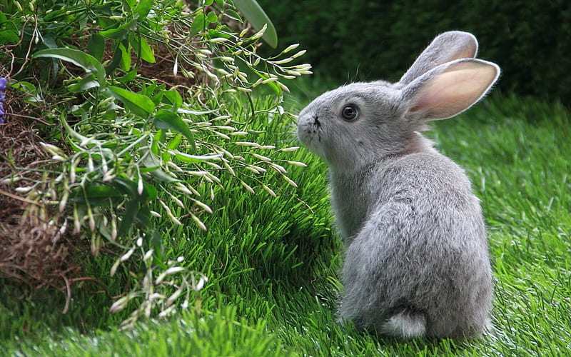 A beautiful Bunny Rabbit, forest, Bunny, bonito, Rabbit, HD wallpaper