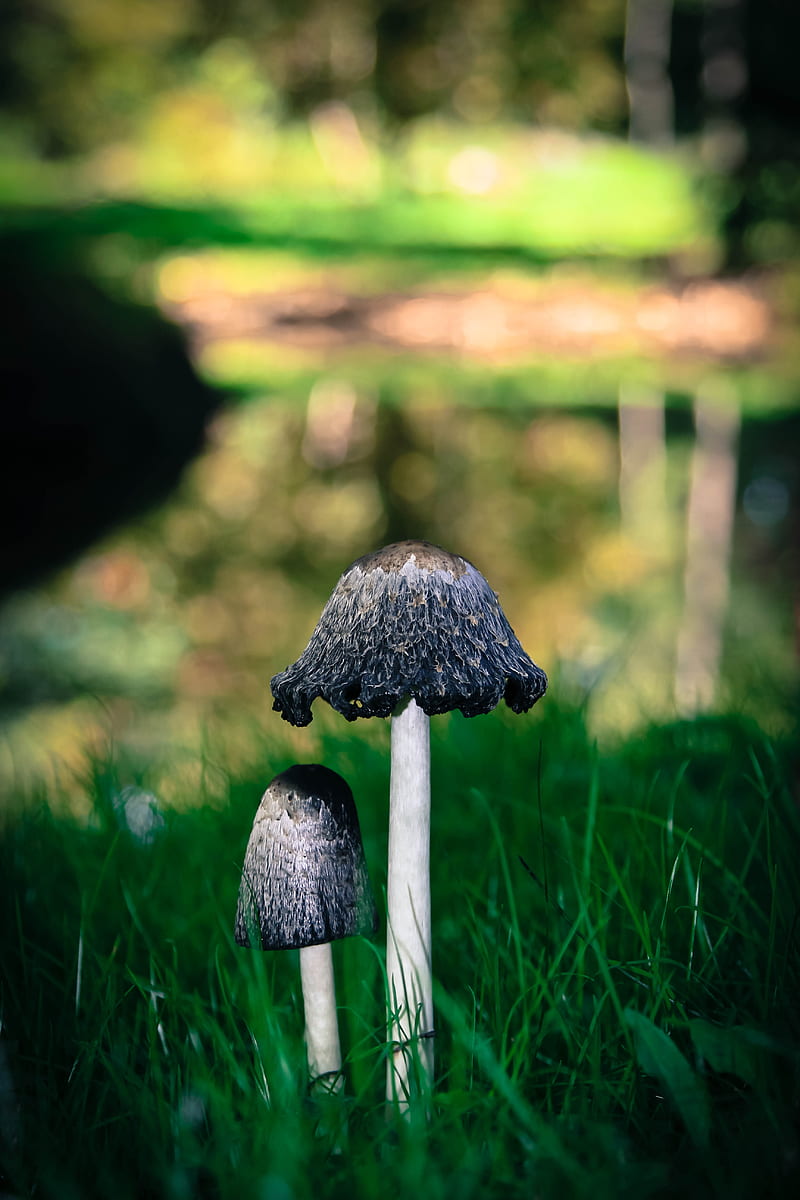 mushrooms, grass, macro, close-up, HD phone wallpaper