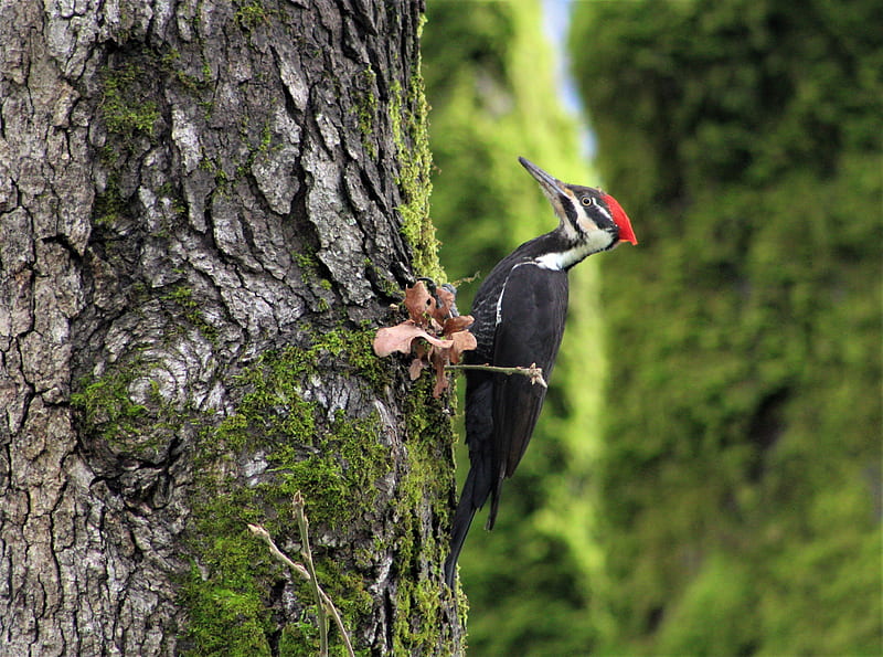 Pileated Woodpecker, forest, colorful, bird, nature, woodpecker, HD wallpaper