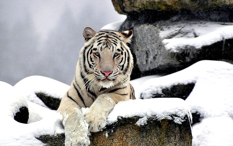 GRACEFUL WHITE TIGER, predator, rocks, snow, face, tiger, white, waite tiger, HD wallpaper