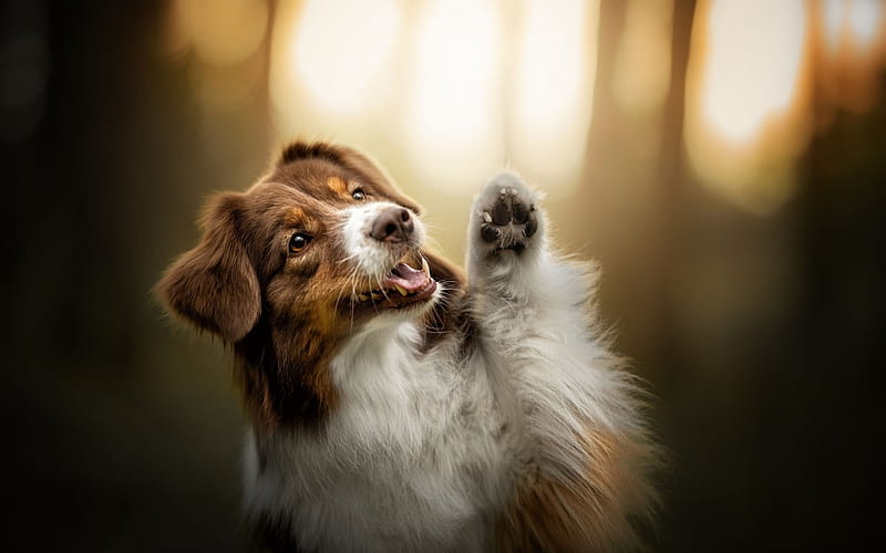 Hello, cute, australian shepherd, animals, dogs, HD wallpaper | Peakpx