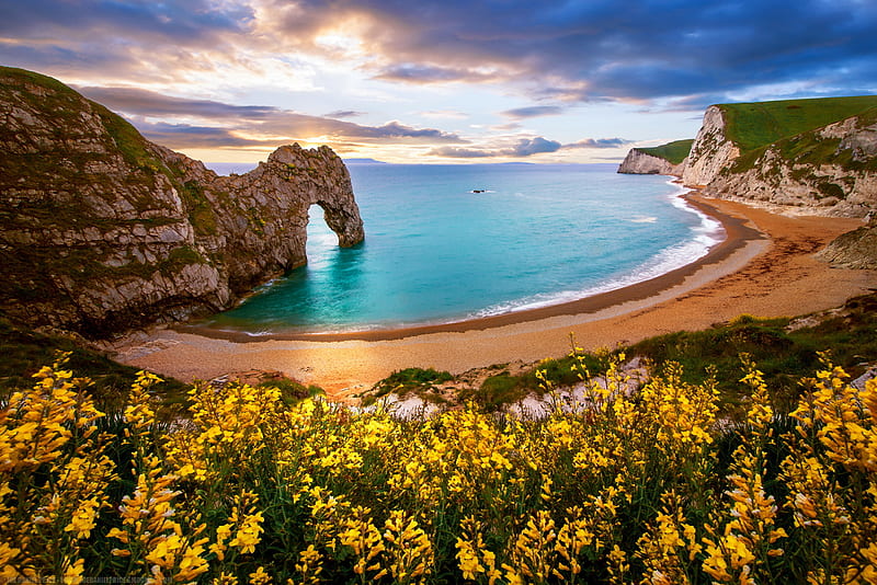 Beach, Sand, Flower, Ocean, Earth, Cliff, Arch, England, Yellow Flower, Durdle Door, Dorset, HD wallpaper