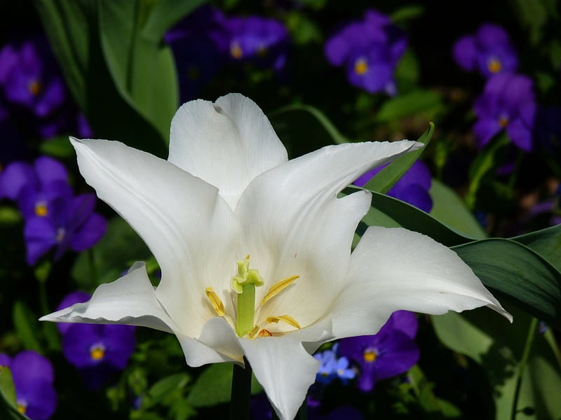 Lirio blanco y flores azules, flores, lirio, naturaleza, pétalos, azul,  Fondo de pantalla HD | Peakpx