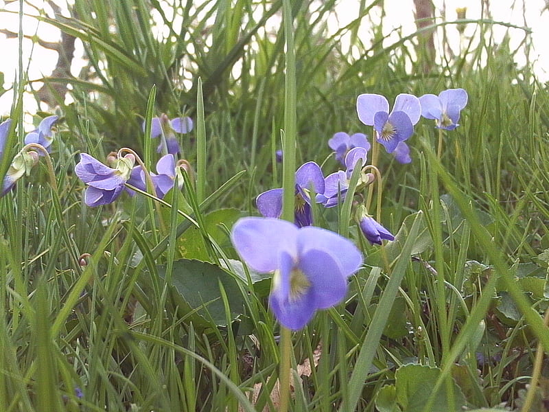 Ta Da, A pixie's eye view., purple, point of view, tiny flowers, blue, HD wallpaper