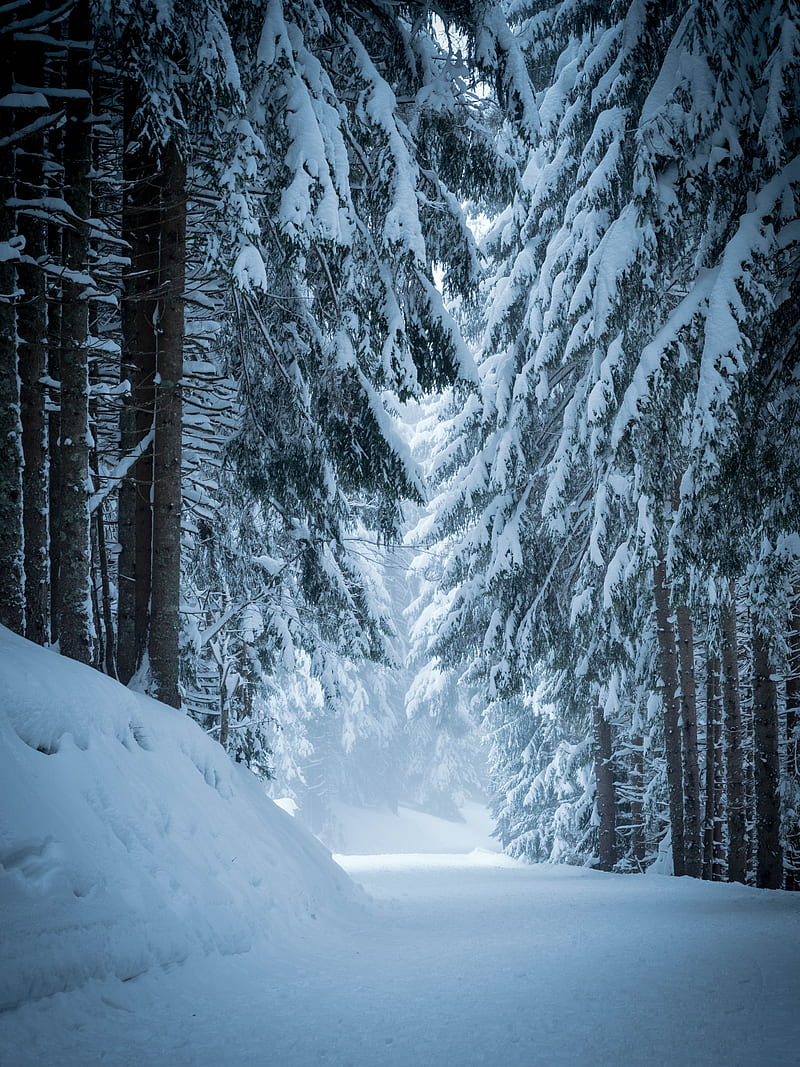 forest, snow, winter, pines, trees, HD phone wallpaper