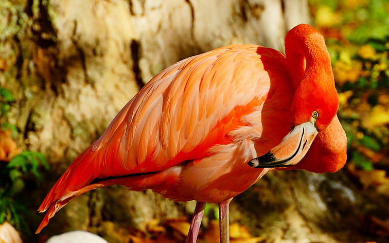 flamingo beak bird-Animal, HD wallpaper