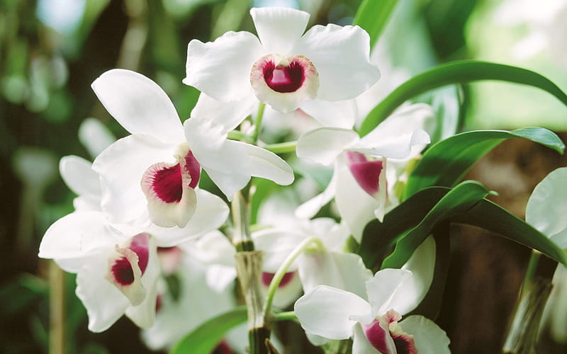 Beautiful white Orchids, White, Flowers, Stem, Plants, HD wallpaper