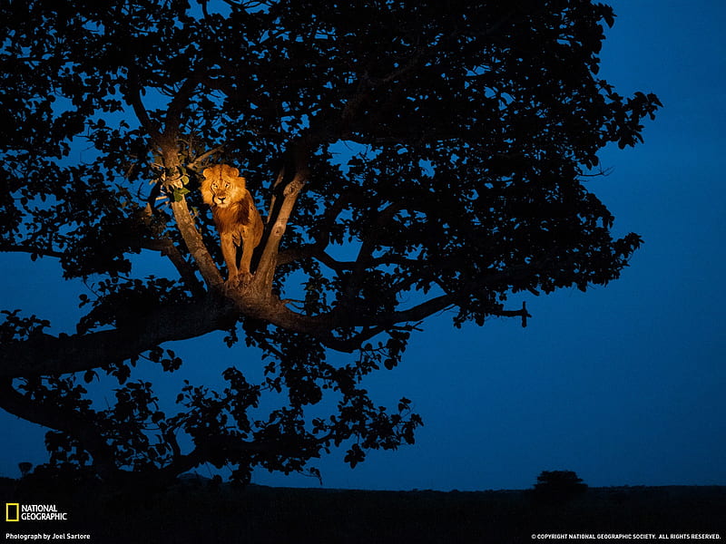 Lion Uganda-National Geographic magazine, HD wallpaper