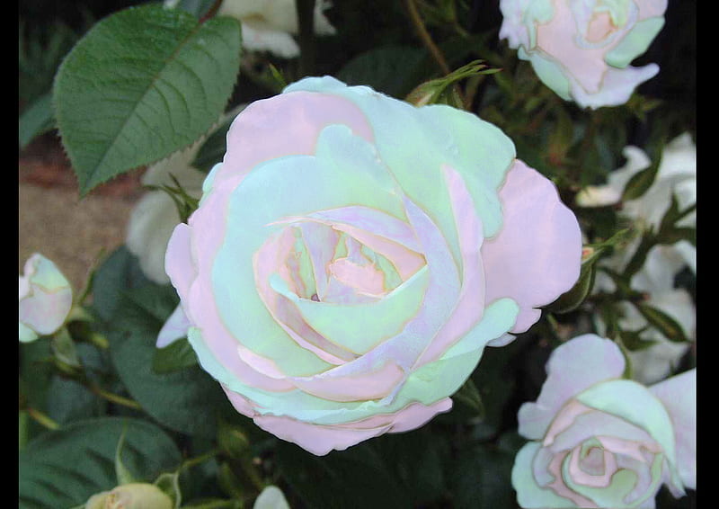 A unique Rose, colorful, different, bonito, rose, HD wallpaper
