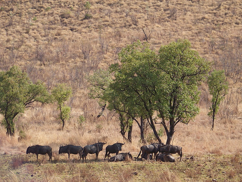 PILANDSBERG 2010-08-31, gnu, South africa, wildebeest, Pilandsberg, HD wallpaper