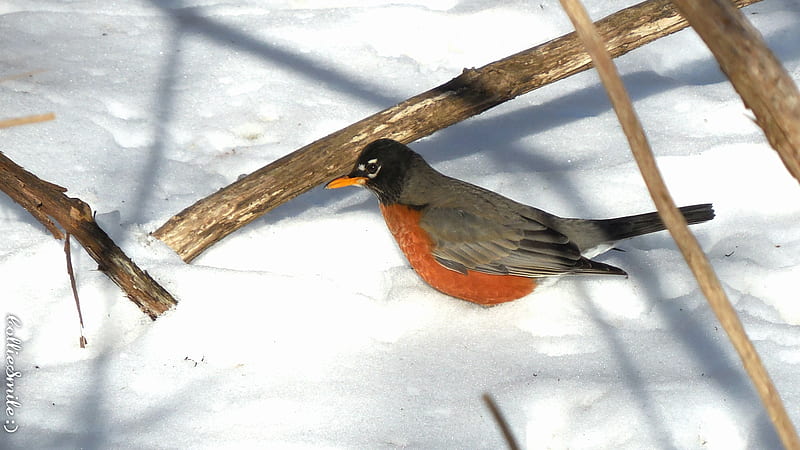 Wintertime Robin, robin, white, white snow, Branches, American robin, Winter, HD wallpaper