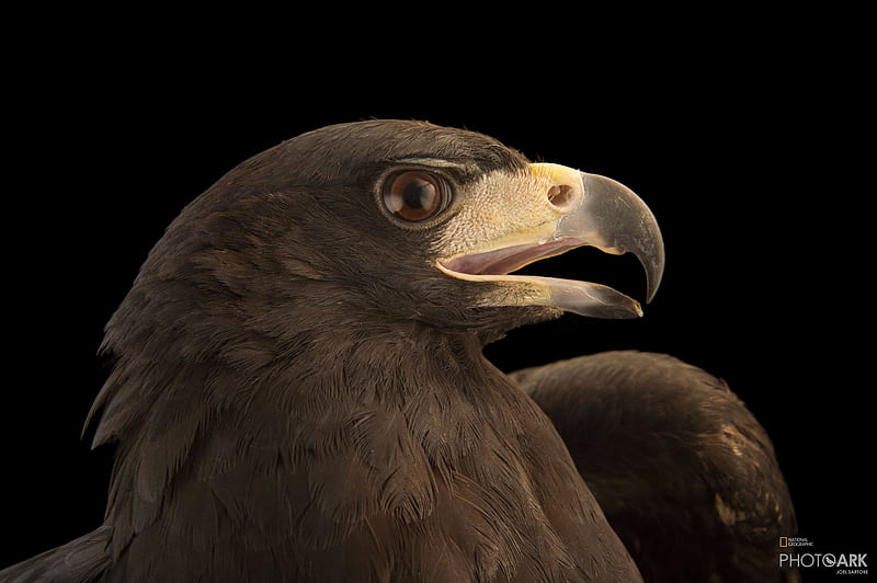 Ark Home Great Black Hawk. National Geographic Society, Black Hawk Bird, HD wallpaper