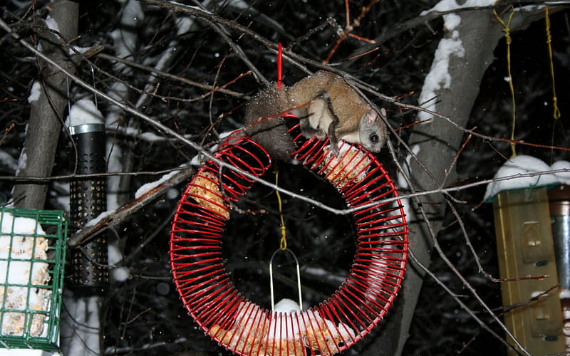 Northern Flying Squirrel, cute, bird feeder, squirrel, flying squirrel, night, HD wallpaper