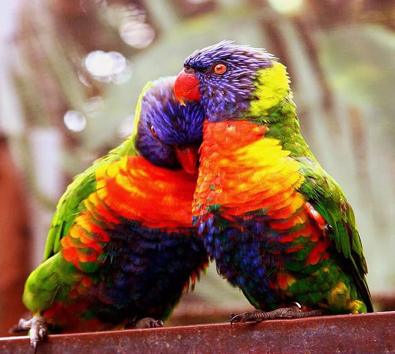 Love Birds, couple, cute, feelings, HD wallpaper | Peakpx