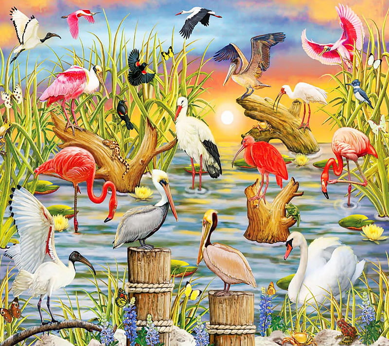 Fabulous Waterbirds, look, nice, HD wallpaper