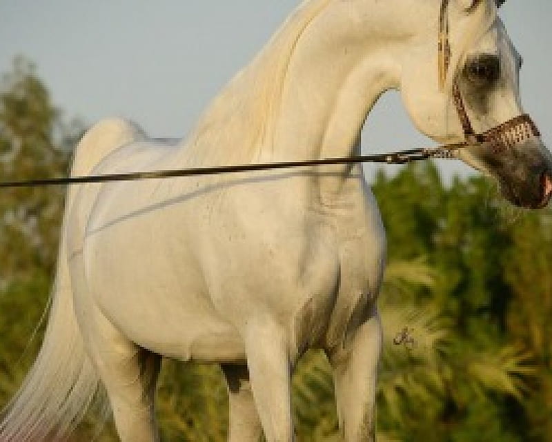 Refined Beauty, oriental, gris, white, horses, arabian, HD wallpaper