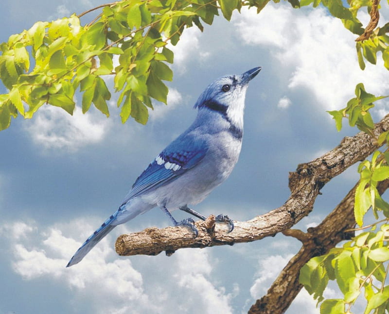 Blue Jay, wings, black, sky, clouds, animal, leaves, bird, beak, nature, treen branch, white, jay, feathers, blue, HD wallpaper