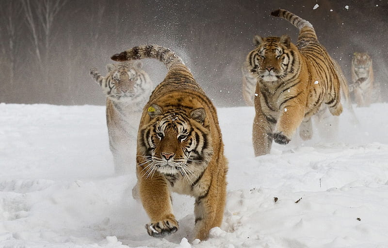 Siberian Tigers, tiger, animals, predator, king, HD wallpaper