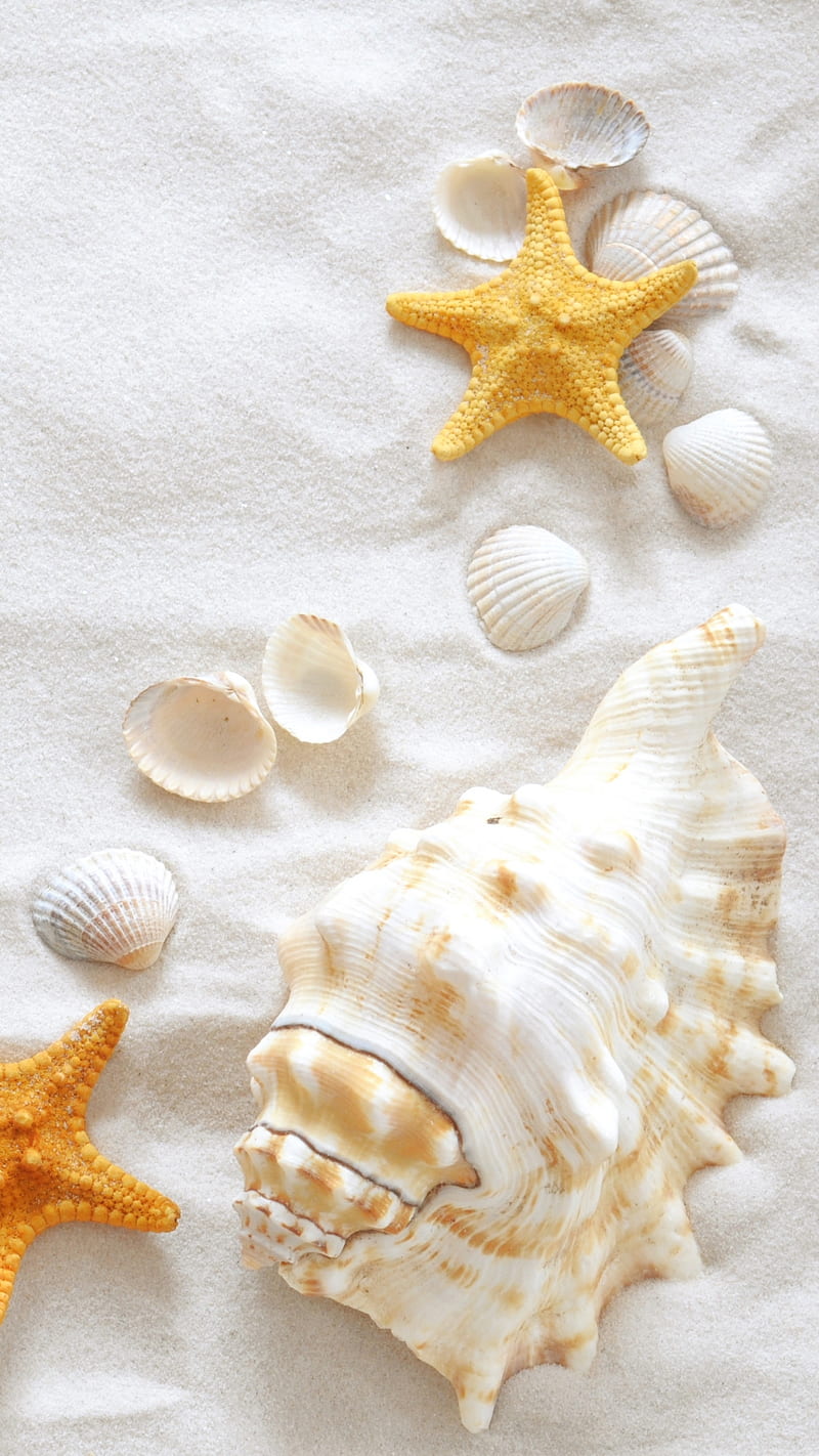 Conchas y estrellas de mar, playa, vacaciones, arena, mar, concha, Fondo de  pantalla de teléfono HD | Peakpx