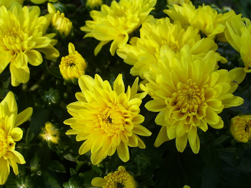 Pretty mums, Fall, autumn, flowers, yellow, chrysanthemums, nature, mums, HD wallpaper