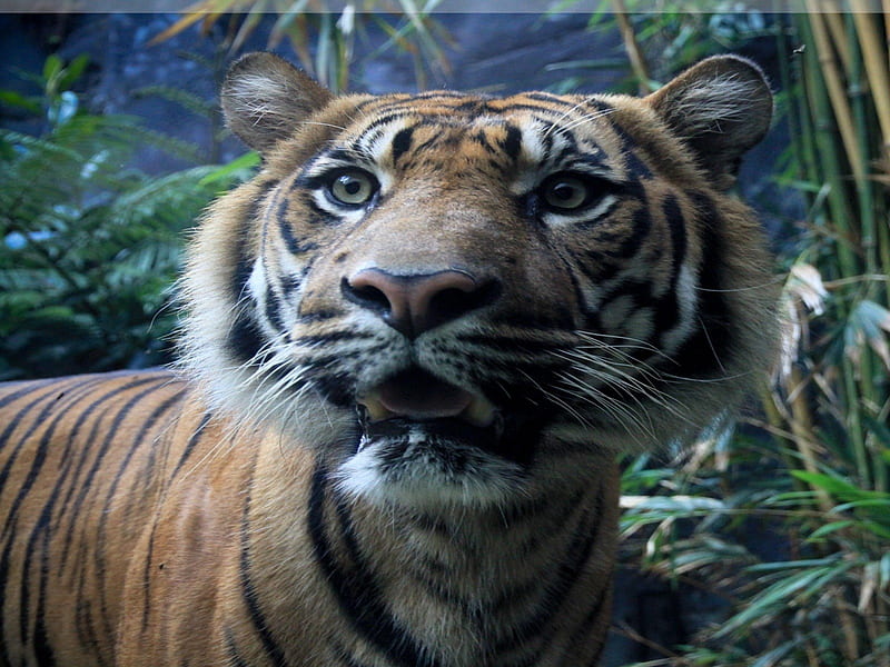 Tiger in Wonder, mouth, tiger, leaves, stripe, fur, animals, blue, nose,  forest, HD wallpaper | Peakpx