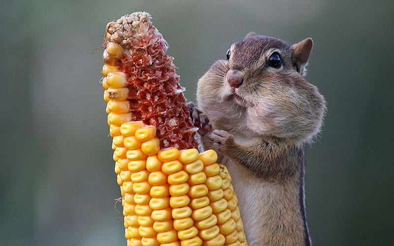 Striped Squirrel, Corn, Funny, Animal, Big cheeks, Eating, Sqirrel, HD wallpaper